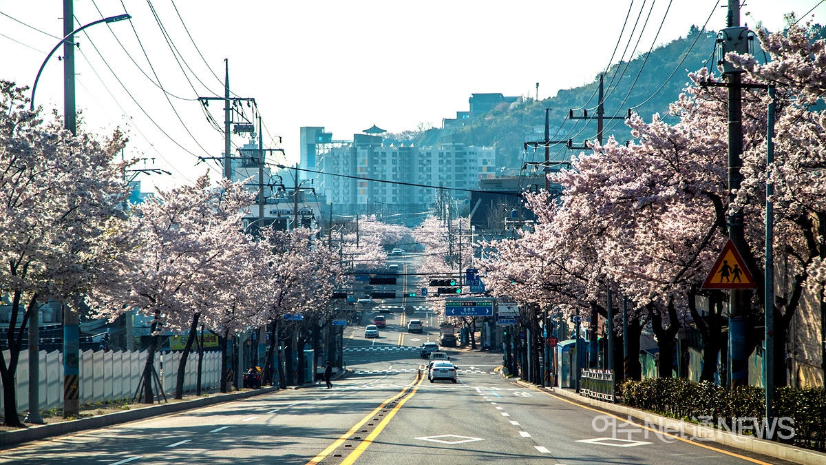여수 벚꽃길 여행