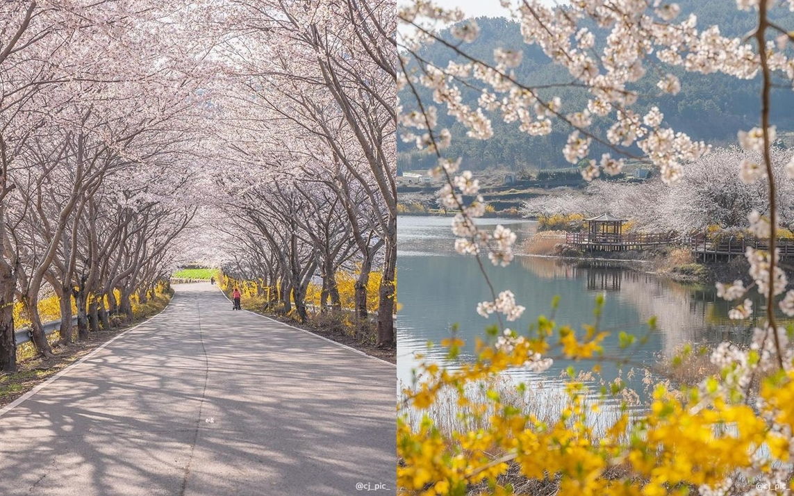 여수 벚꽃길 전경