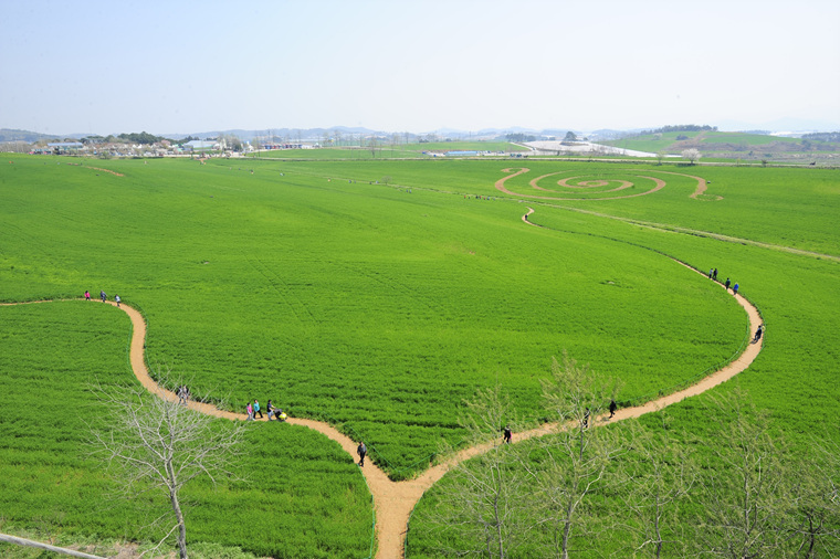 고창 청보리밭 여행