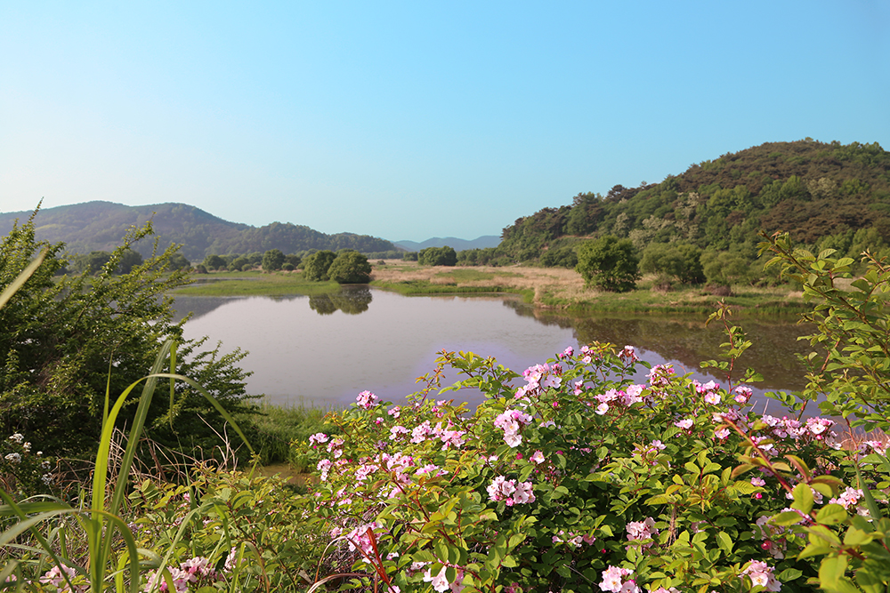 우포늪 전경