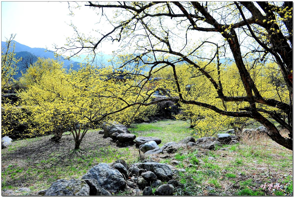 구례 산수유마을 풍경