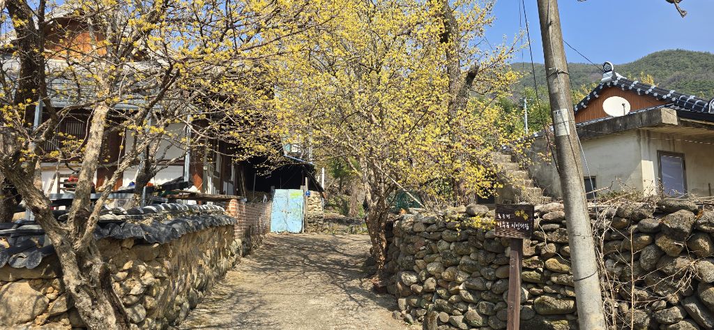 구례 산수유마을 여행