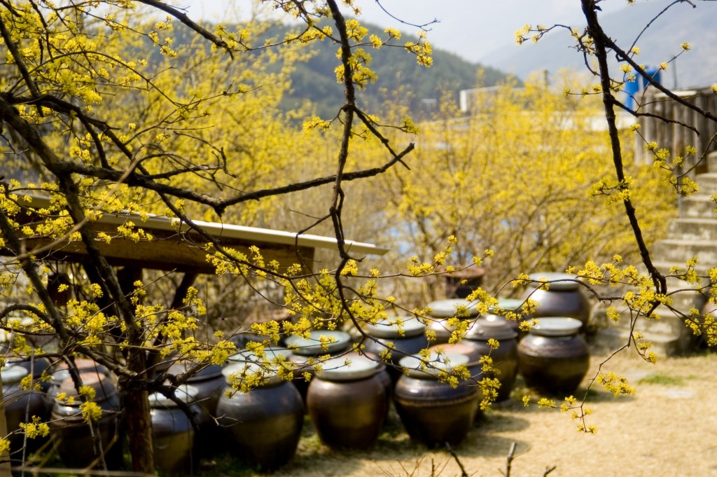 구례 산수유마을 전경