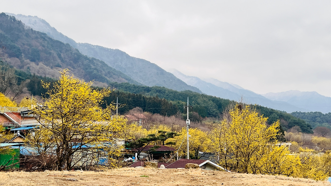 구례 산수유마을 경치