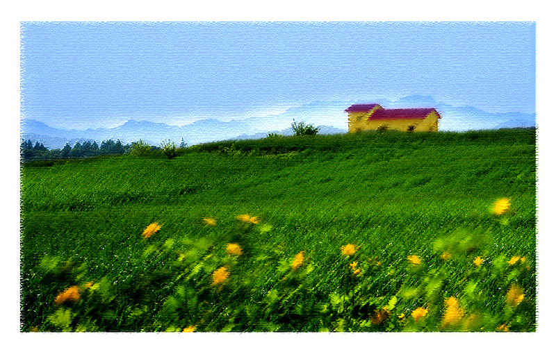 함창보리밭 풍경