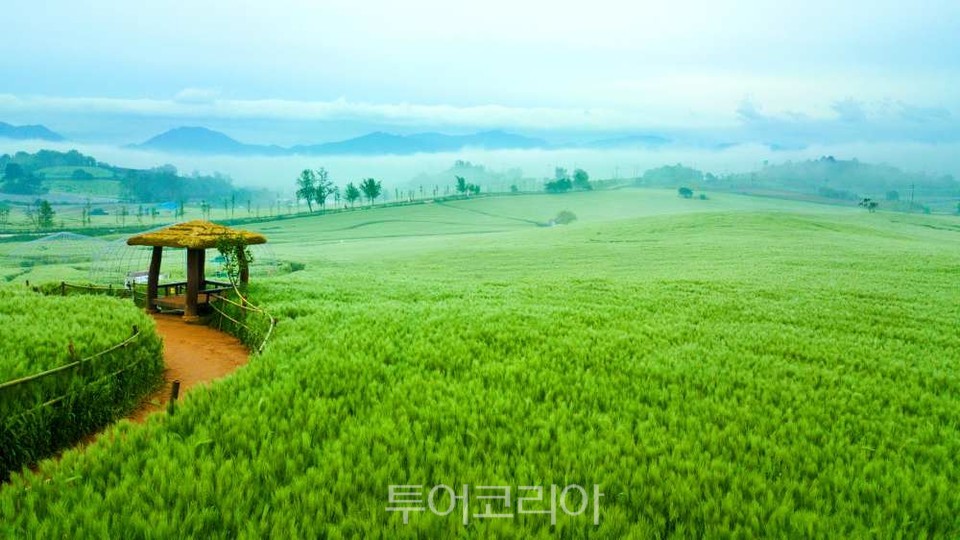 고창 청보리밭 전경